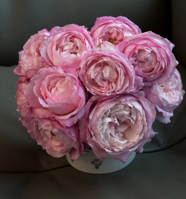 Xingyuan Xueqing Rose丨Your roses