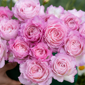 Xingyuan Xueqing Rose丨Your roses