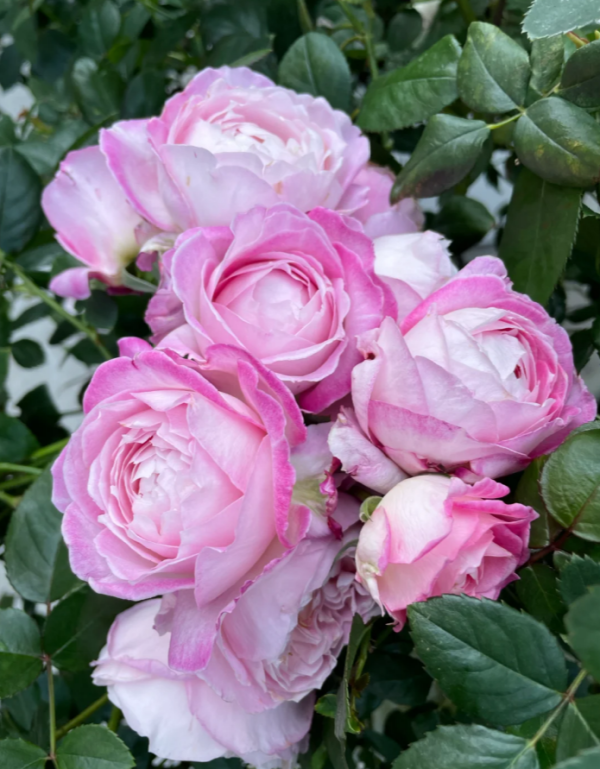 Xingyuan Xueqing Rose for sale丨Your roses