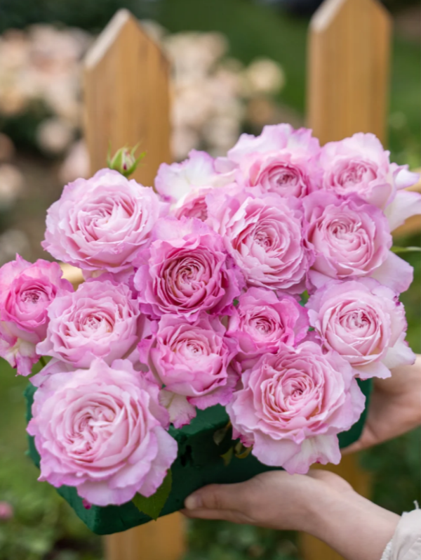 Xingyuan Xueqing Rose plant丨Your roses