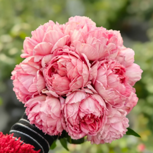 Xiuyan Rose丨Your roses