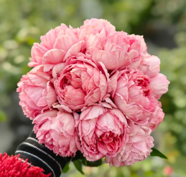 Xiuyan Rose丨Your roses