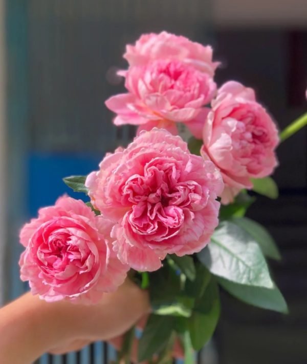 Xiuyan Rose plant丨Your roses