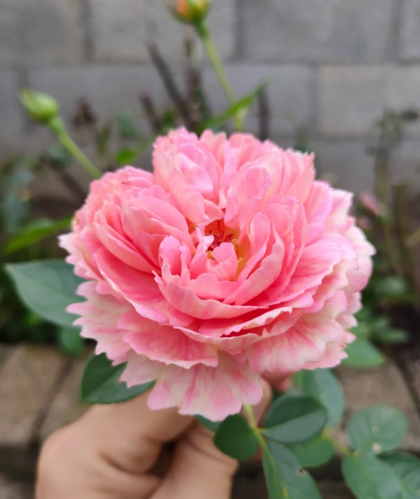 Xiuyan Rose for sale丨Your roses
