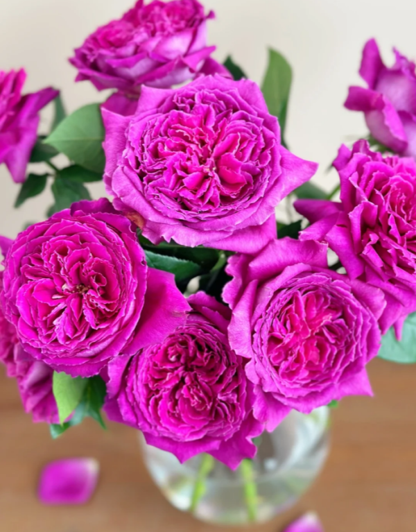 Yu Ji Rose丨Your roses