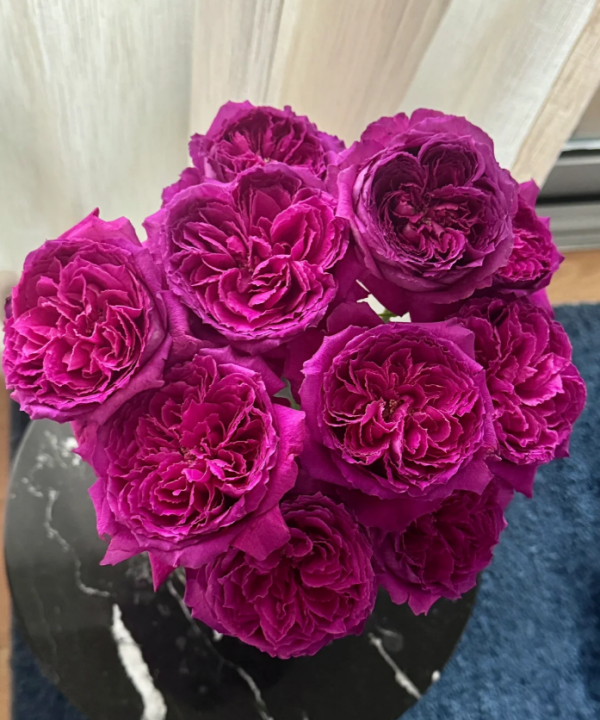 Yu Ji Rose plant丨Your roses