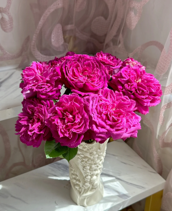 Yu Ji Rose plant丨Your roses