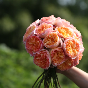 Yuhui Rose丨Your roses