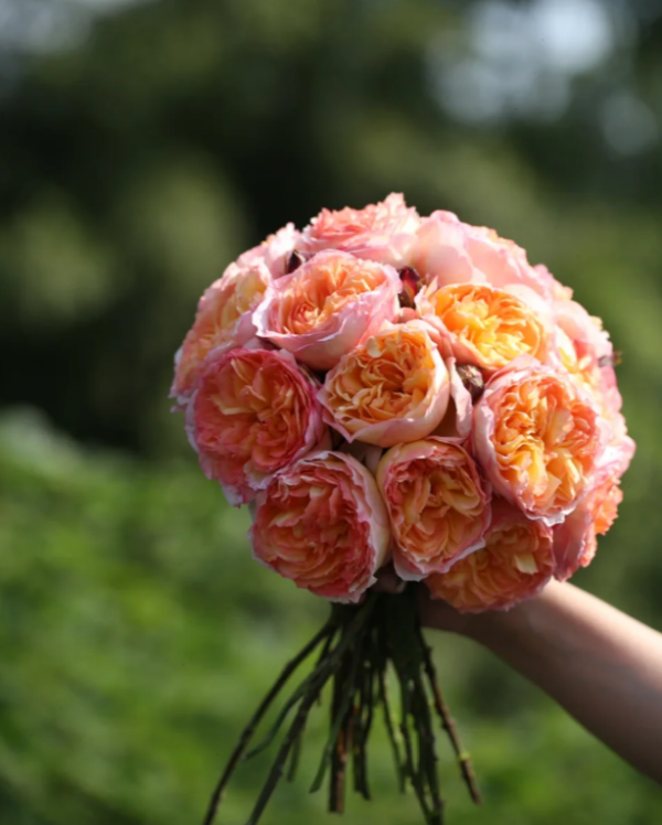 Yuhui Rose丨Your roses