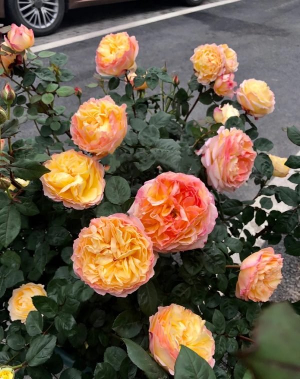 Yuhui Rose plant丨Your roses