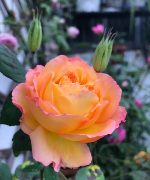 Yuhui Rose for sale丨Your roses