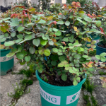 Chiyan Rose Plant photo review