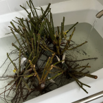 Chiyan Rose Plant photo review