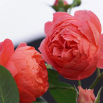 Chiyan Rose Plant photo review