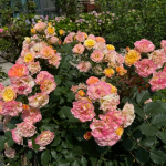 LandLust Rose photo review