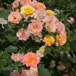 LandLust Rose photo review