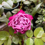 Muriel Robin Rose photo review