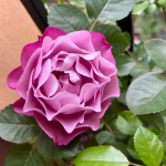 Muriel Robin Rose photo review