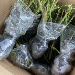 Romeo Rose Pink Juliet Rose 2Gal photo review