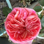 Romeo Rose Pink Juliet Rose 2Gal photo review