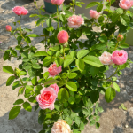 Romeo Rose Pink Juliet Rose 2Gal photo review