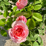 Romeo Rose Pink Juliet Rose 2Gal photo review