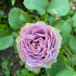 Lilac Classic Rose 2Gal photo review