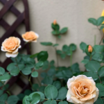 Butterscotch Rose photo review