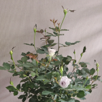 Blue Gravity Rose 2Gal photo review