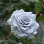 Blue Gravity Rose 2Gal photo review