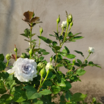 Blue Gravity Rose 2Gal photo review