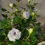 Blue Gravity Rose 2Gal photo review