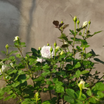 Blue Gravity Rose 2Gal photo review