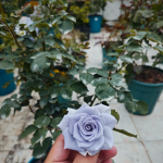 Blue Gravity Rose 2Gal photo review