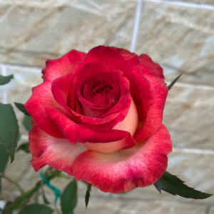 Natalie Rose丨Your roses
