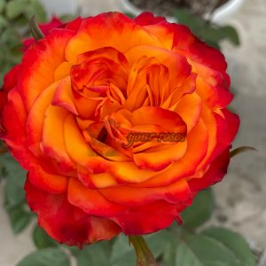 Acapulco Rose丨Your roses