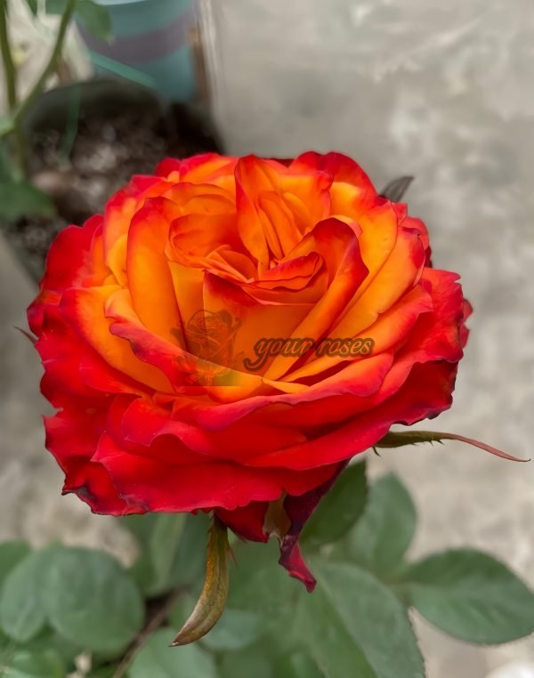 Acapulco Rose for sale丨Your roses