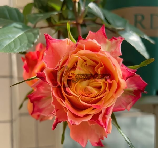 Acapulco Rose丨Your roses