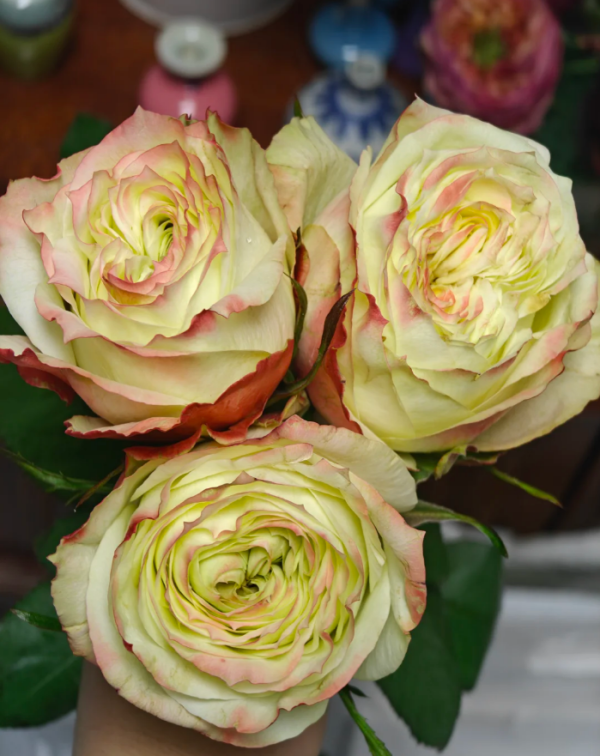 Adventure Rose丨Your roses