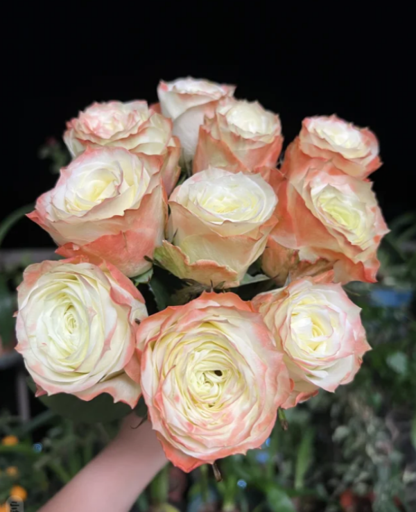 Adventure Rose for sale丨Your roses