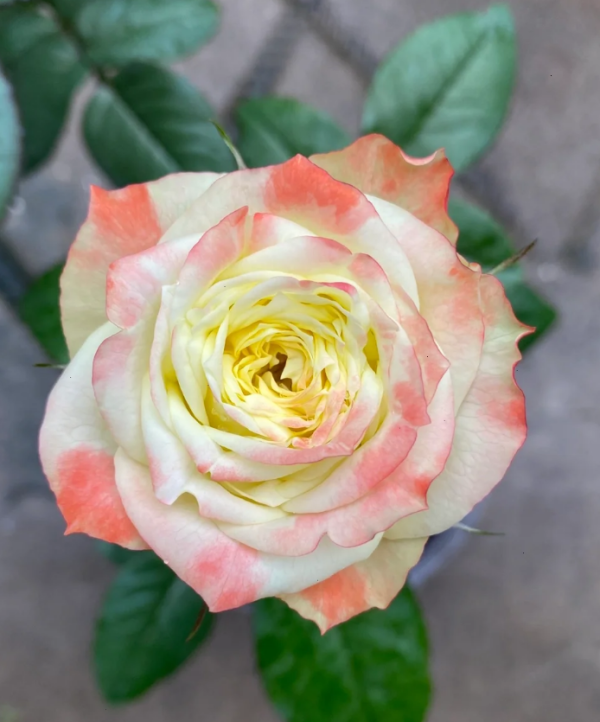 Adventure Rose plant丨Your roses