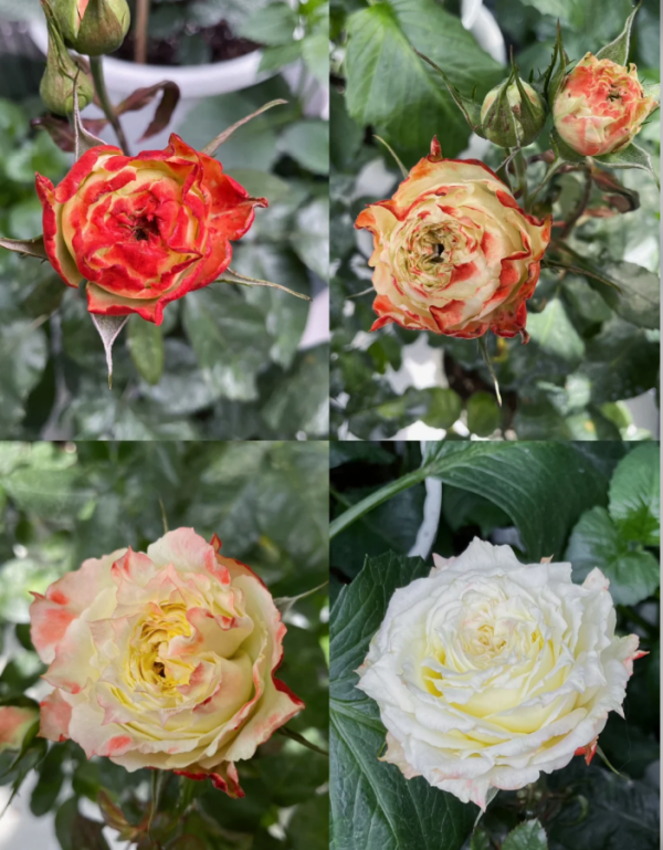 Adventure Rose丨Your roses
