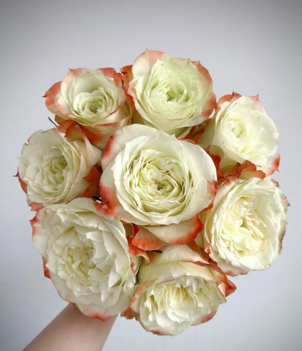 Adventure Rose丨Your roses