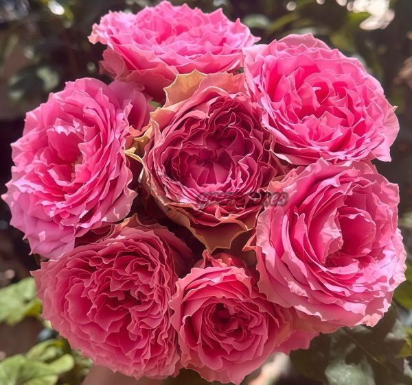 All Four Kiss Rose plant丨Your roses