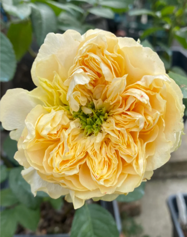 All four romance Rose丨Your roses