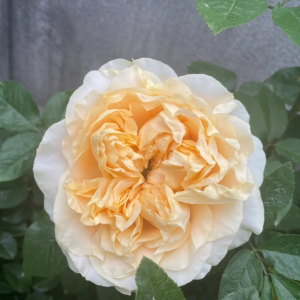All four romance Rose丨Your roses