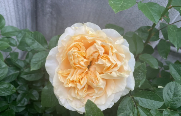 All four romance Rose丨Your roses