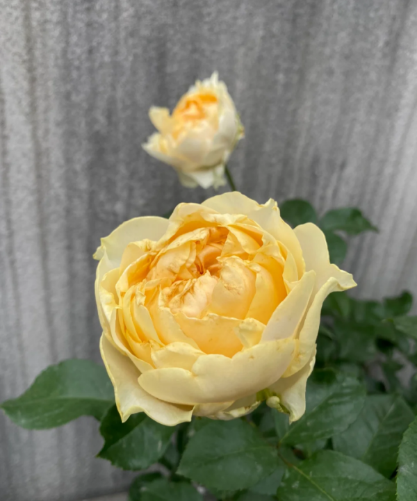 All four romance Rose for sale丨Your roses