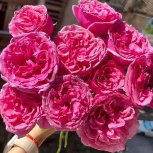 Aromatique Rose丨Your roses