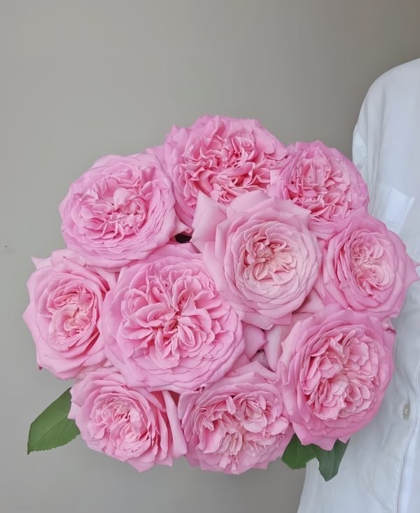 Ashley Rose plant丨Your roses